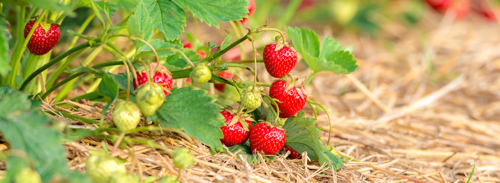 Reife rote Erdbeeren und nachwachsende grüne Erdbeeren am Erdbeerstrauch auf der Erdbeerplantage