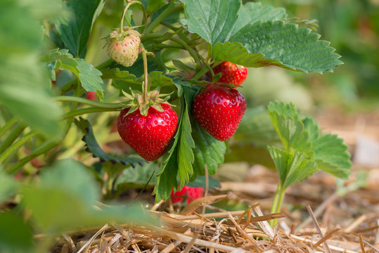 Reife rote Erdbeeren und nachwachsende grüne Erdbeeren am Erdbeerstrauch auf der Erdbeerplantage