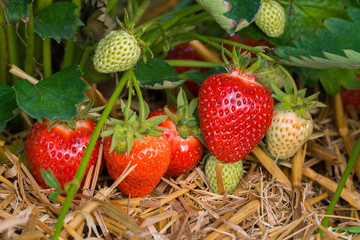 Reife rote Erdbeeren und nachwachsende grüne Erdbeeren am Erdbeerstrauch auf der Erdbeerplantage