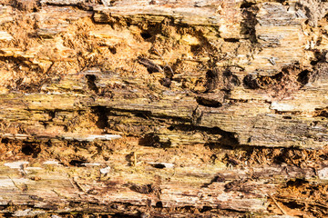 Old bark detail