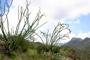 Ocotillo