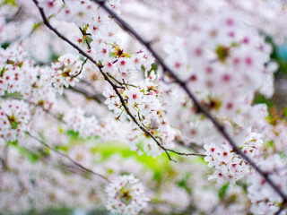 Cherry blossom Japan Spring