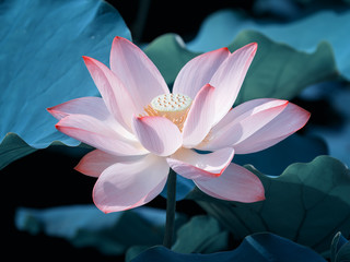 blooming lotus flower