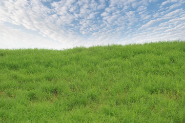 Sky and grass background