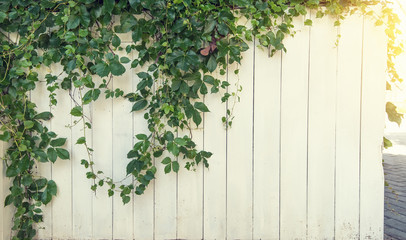 ivy leaves isolated on a white background