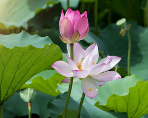 Obraz premium blooming lotus flower