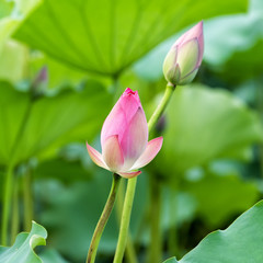 blooming lotus flower