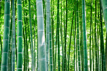 Bambou, forêt de bambou