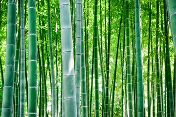 Papier Peint photo Lavable Bambou Bambou, forêt de bambou