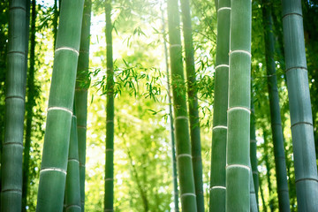Obrazy na Szkle  las bambusowy