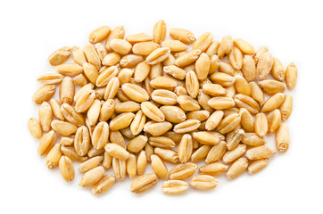 pile of wheat kernels.