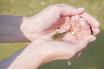 Baikal endemic fish - slimy sculpin in the hands of the girls.