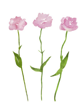 3本のピンク色のトルコ桔梗 水彩イラスト Stock Illustration Adobe Stock