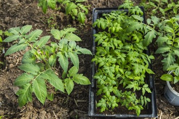 Young tomato seedlings