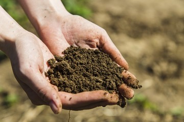 Black soil in woman hands