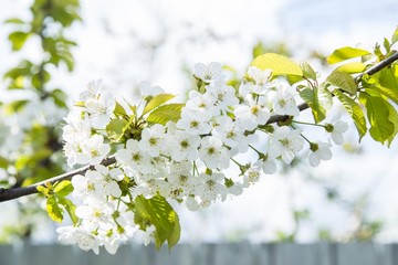 Spring blooming sakura cherry flowers branch