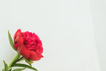 red peony bud on a white background with copyspace