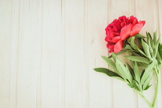 spring-summer concept, top view red peony on white wooden background with copyspace