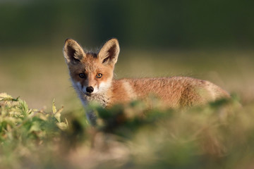 Red fox kit on a sunny evening