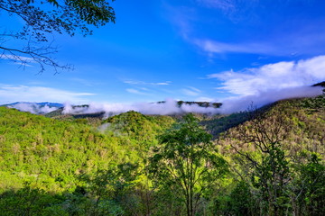 Fototapeta na wymiar Landscape mountain and forest with fog