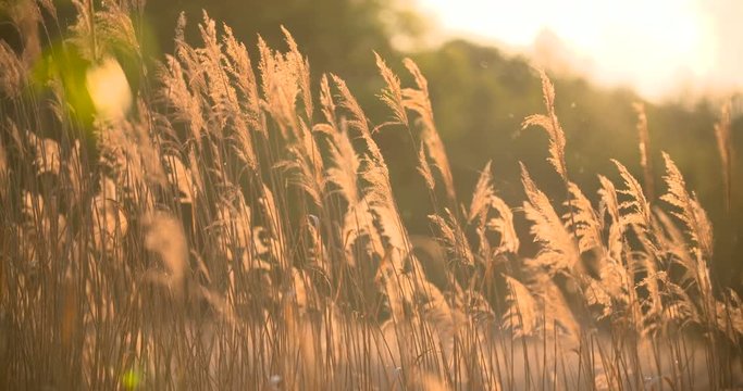 Sunset Through the Reeds. Silver feather grass swaying in wind. 