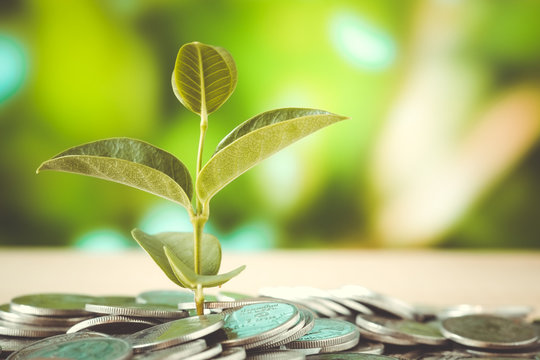 save money for investment concept plant growing out of coins mon