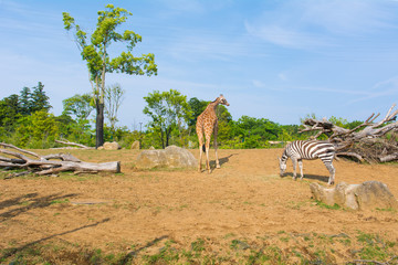 キリンとシマウマ © tayukaishi