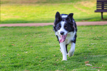 Running toward funny collie dog