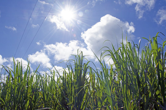 沖縄県宮古島ののどかなさとうきび畑と青空 Stock 写真 Adobe Stock