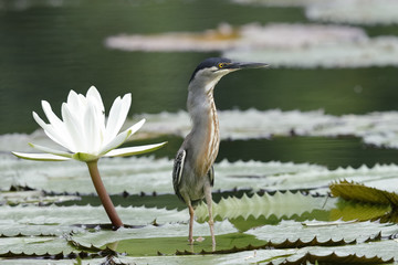 Striated Heron Next to a Water Lily - Panama