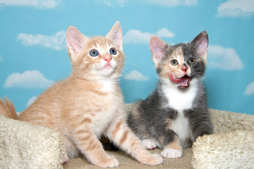 Two 8 week old kittens, orange buff and calico on carpeted cat post with blue background white clouds, calico licking mouth tongue sticking out