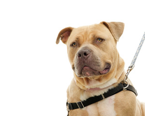 Chunky over weight light brown pit bull on a leash, portrait, isolated on white background. Big but friendly
