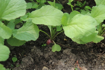 Radieschen im Garten