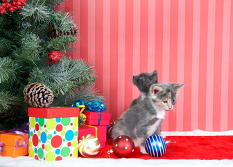 Calico and gray and white kittens next to a christmas tree with presents and ornaments strewn around the floor, on red fuzzy floor, striped red and off white background