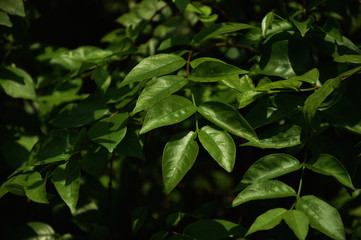 Fototapeta na wymiar Green leaves background with low key tone.a