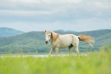 white horse on a green field and blue sky