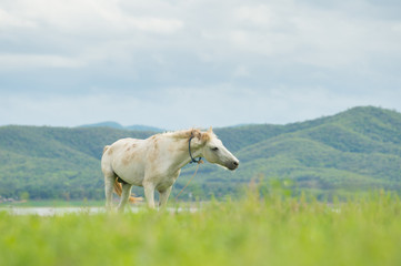Obraz na płótnie Canvas white horse on a green field and blue sky