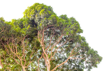 ramure de manguier sur fond blanc 