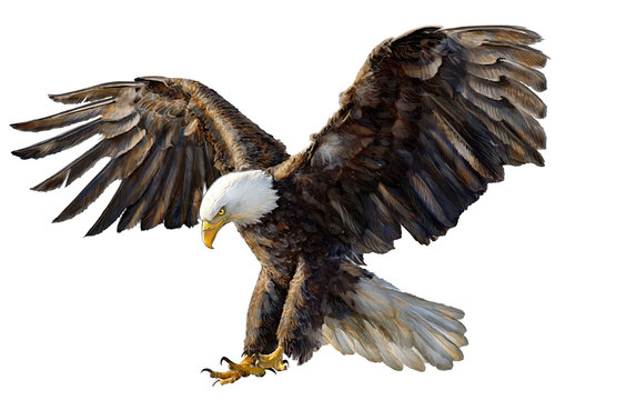 Eagle landing hand drawing on white background vector illustration.