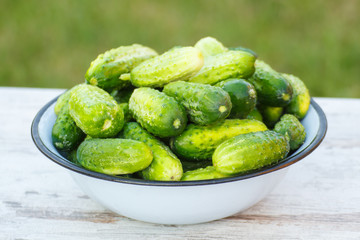 Cucumbers in metal bowl in garden on sunny day