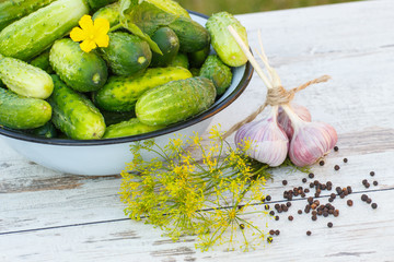 Cucumbers in metal bowl and spices for pickling cucumbers in garden on sunny day