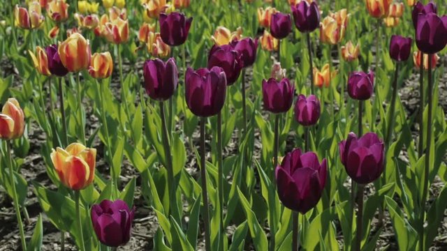 Beautiful flowerbed with colorful tulips.