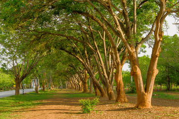 Wood in line and growing green grass on the floor