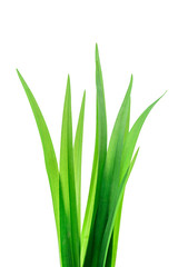 Green grass isolated on white