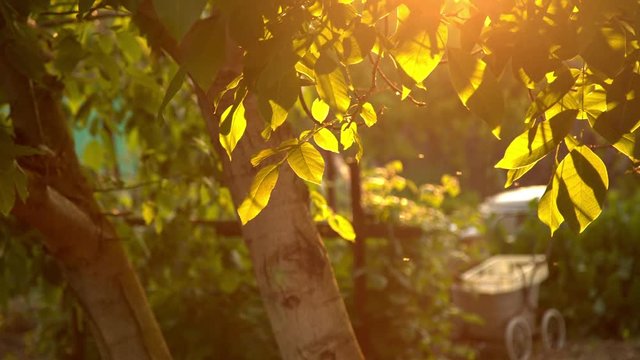 gnats flying in the rays of the sun through the leaves of a tree on a summer day