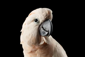 Foto op Plexiglas Close-up hoofd van mooie Molukse kaketoe, roze zalm-kuif papegaai geïsoleerd op zwarte achtergrond © seregraff