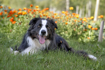 Border Collie resting in grass by flower garden