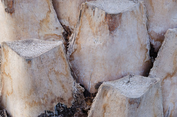 Dried bark palm still standing