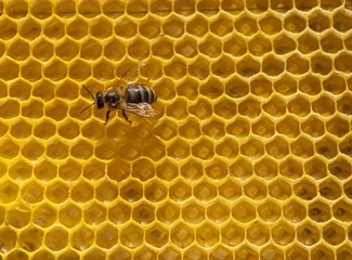 Fotobehang working bees © aboikis