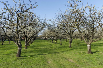 Cherry orchard in blossom through springtime, look from near, Pancharevo, Bulgaria 